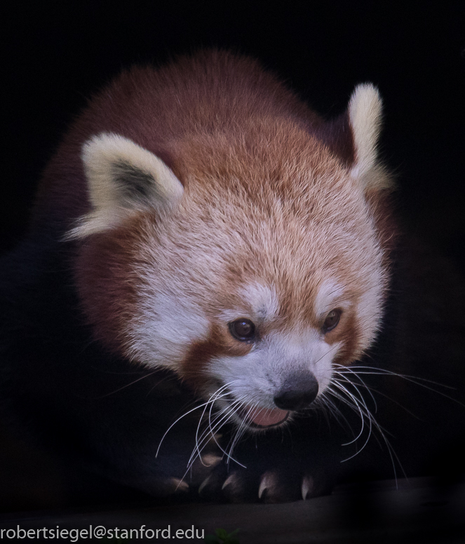 red panda